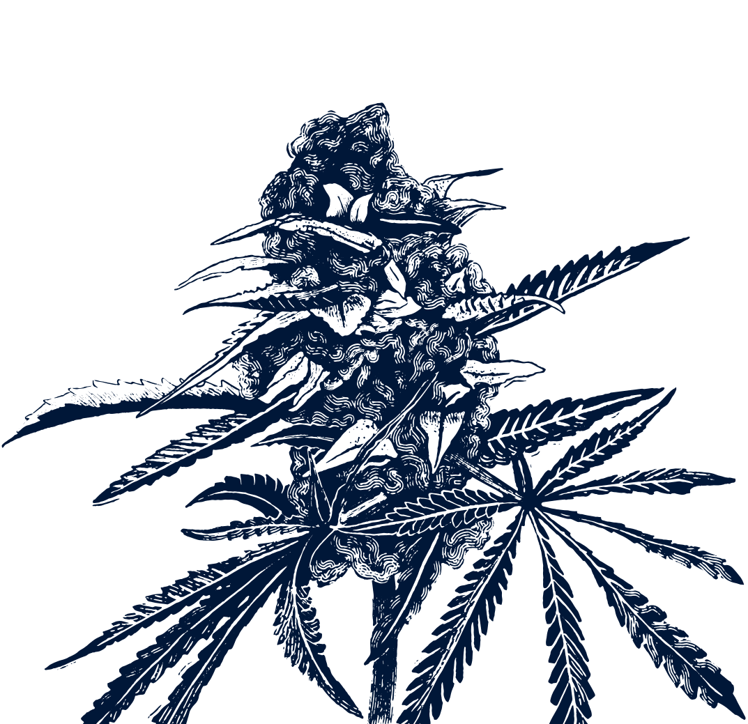 ocean breeze cultivators ocean breeze cultivators